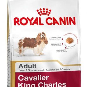 cavalier-adult-1.jpg